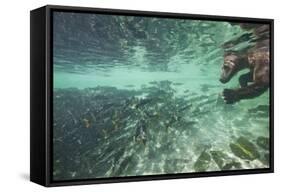 Underwater Brown Bear, Katmai National Park, Alaska-Paul Souders-Framed Stretched Canvas