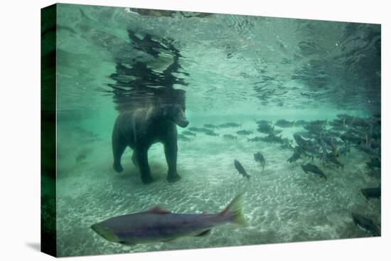 Underwater Brown Bear, Katmai National Park, Alaska-Paul Souders-Stretched Canvas