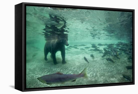 Underwater Brown Bear, Katmai National Park, Alaska-Paul Souders-Framed Stretched Canvas