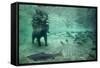 Underwater Brown Bear, Katmai National Park, Alaska-Paul Souders-Framed Stretched Canvas