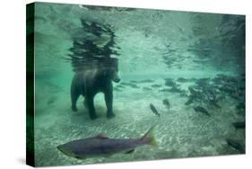 Underwater Brown Bear, Katmai National Park, Alaska-Paul Souders-Stretched Canvas