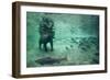 Underwater Brown Bear, Katmai National Park, Alaska-Paul Souders-Framed Premium Photographic Print