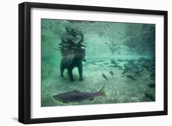 Underwater Brown Bear, Katmai National Park, Alaska-Paul Souders-Framed Premium Photographic Print