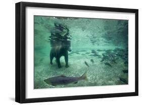 Underwater Brown Bear, Katmai National Park, Alaska-Paul Souders-Framed Premium Photographic Print