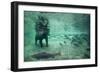 Underwater Brown Bear, Katmai National Park, Alaska-Paul Souders-Framed Premium Photographic Print