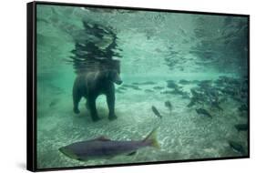 Underwater Brown Bear, Katmai National Park, Alaska-Paul Souders-Framed Stretched Canvas