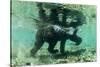 Underwater Brown Bear, Katmai National Park, Alaska-Paul Souders-Stretched Canvas