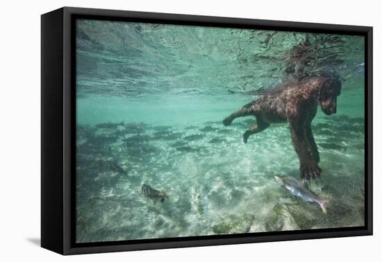 Underwater Brown Bear, Katmai National Park, Alaska-null-Framed Stretched Canvas