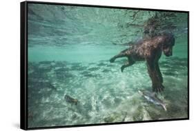 Underwater Brown Bear, Katmai National Park, Alaska-null-Framed Stretched Canvas