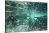 Underwater Brown Bear, Katmai National Park, Alaska-null-Stretched Canvas