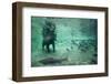 Underwater Brown Bear, Katmai National Park, Alaska-Paul Souders-Framed Photographic Print