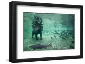 Underwater Brown Bear, Katmai National Park, Alaska-Paul Souders-Framed Photographic Print