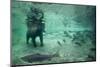 Underwater Brown Bear, Katmai National Park, Alaska-Paul Souders-Mounted Photographic Print