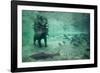 Underwater Brown Bear, Katmai National Park, Alaska-Paul Souders-Framed Photographic Print