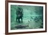 Underwater Brown Bear, Katmai National Park, Alaska-Paul Souders-Framed Photographic Print