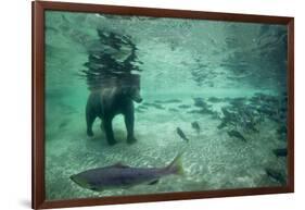 Underwater Brown Bear, Katmai National Park, Alaska-Paul Souders-Framed Photographic Print