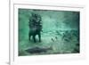 Underwater Brown Bear, Katmai National Park, Alaska-Paul Souders-Framed Photographic Print