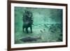 Underwater Brown Bear, Katmai National Park, Alaska-Paul Souders-Framed Photographic Print