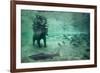 Underwater Brown Bear, Katmai National Park, Alaska-Paul Souders-Framed Photographic Print