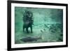 Underwater Brown Bear, Katmai National Park, Alaska-Paul Souders-Framed Photographic Print