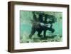 Underwater Brown Bear, Katmai National Park, Alaska-Paul Souders-Framed Photographic Print