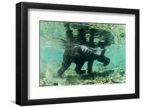 Underwater Brown Bear, Katmai National Park, Alaska-Paul Souders-Framed Photographic Print