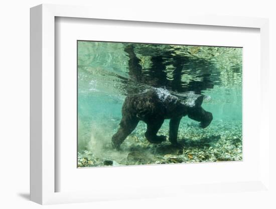 Underwater Brown Bear, Katmai National Park, Alaska-Paul Souders-Framed Photographic Print