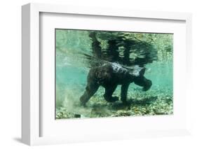 Underwater Brown Bear, Katmai National Park, Alaska-Paul Souders-Framed Photographic Print