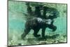 Underwater Brown Bear, Katmai National Park, Alaska-Paul Souders-Mounted Photographic Print