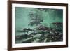 Underwater Brown Bear, Katmai National Park, Alaska-Paul Souders-Framed Photographic Print