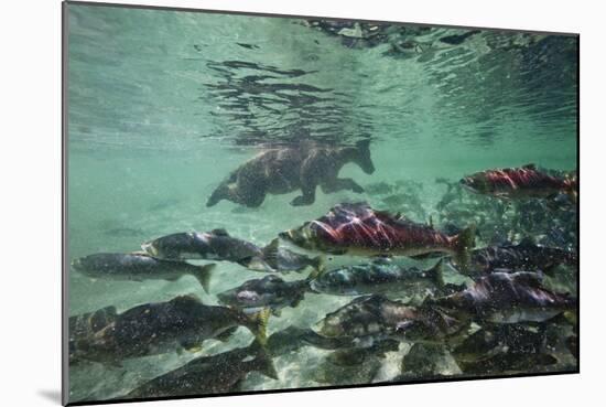 Underwater Brown Bear, Katmai National Park, Alaska-Paul Souders-Mounted Photographic Print