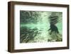 Underwater Brown Bear, Katmai National Park, Alaska-Paul Souders-Framed Photographic Print