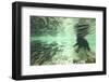 Underwater Brown Bear, Katmai National Park, Alaska-Paul Souders-Framed Photographic Print