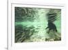 Underwater Brown Bear, Katmai National Park, Alaska-Paul Souders-Framed Photographic Print