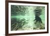 Underwater Brown Bear, Katmai National Park, Alaska-Paul Souders-Framed Photographic Print