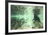 Underwater Brown Bear, Katmai National Park, Alaska-Paul Souders-Framed Photographic Print