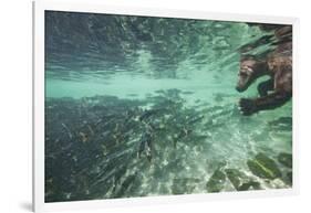 Underwater Brown Bear, Katmai National Park, Alaska-Paul Souders-Framed Photographic Print