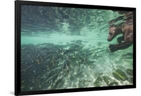 Underwater Brown Bear, Katmai National Park, Alaska-Paul Souders-Framed Photographic Print