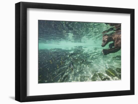 Underwater Brown Bear, Katmai National Park, Alaska-Paul Souders-Framed Photographic Print