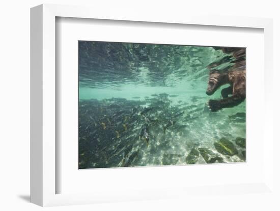 Underwater Brown Bear, Katmai National Park, Alaska-Paul Souders-Framed Photographic Print