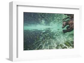 Underwater Brown Bear, Katmai National Park, Alaska-Paul Souders-Framed Photographic Print