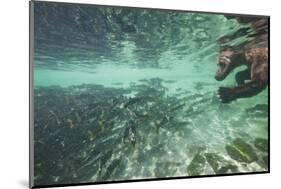 Underwater Brown Bear, Katmai National Park, Alaska-Paul Souders-Mounted Photographic Print