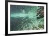 Underwater Brown Bear, Katmai National Park, Alaska-Paul Souders-Framed Photographic Print