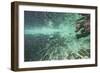 Underwater Brown Bear, Katmai National Park, Alaska-Paul Souders-Framed Photographic Print