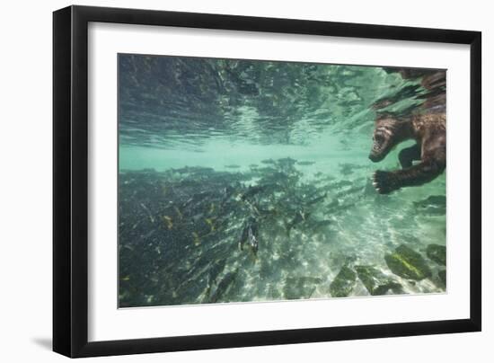 Underwater Brown Bear, Katmai National Park, Alaska-Paul Souders-Framed Photographic Print