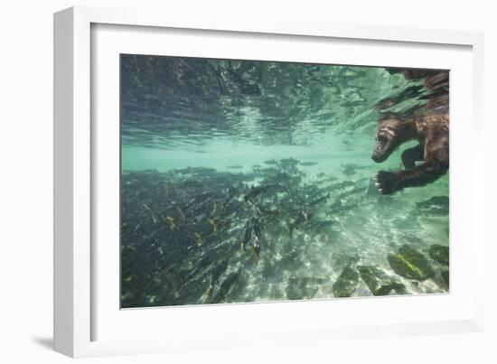 Underwater Brown Bear, Katmai National Park, Alaska-Paul Souders-Framed Photographic Print