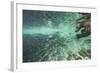 Underwater Brown Bear, Katmai National Park, Alaska-Paul Souders-Framed Photographic Print