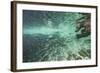 Underwater Brown Bear, Katmai National Park, Alaska-Paul Souders-Framed Photographic Print