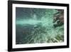 Underwater Brown Bear, Katmai National Park, Alaska-Paul Souders-Framed Photographic Print