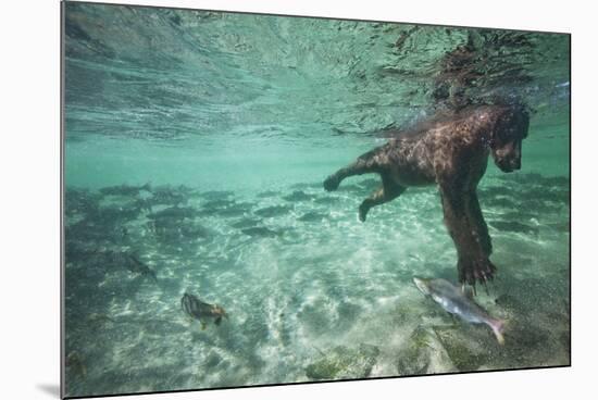Underwater Brown Bear, Katmai National Park, Alaska-null-Mounted Photographic Print
